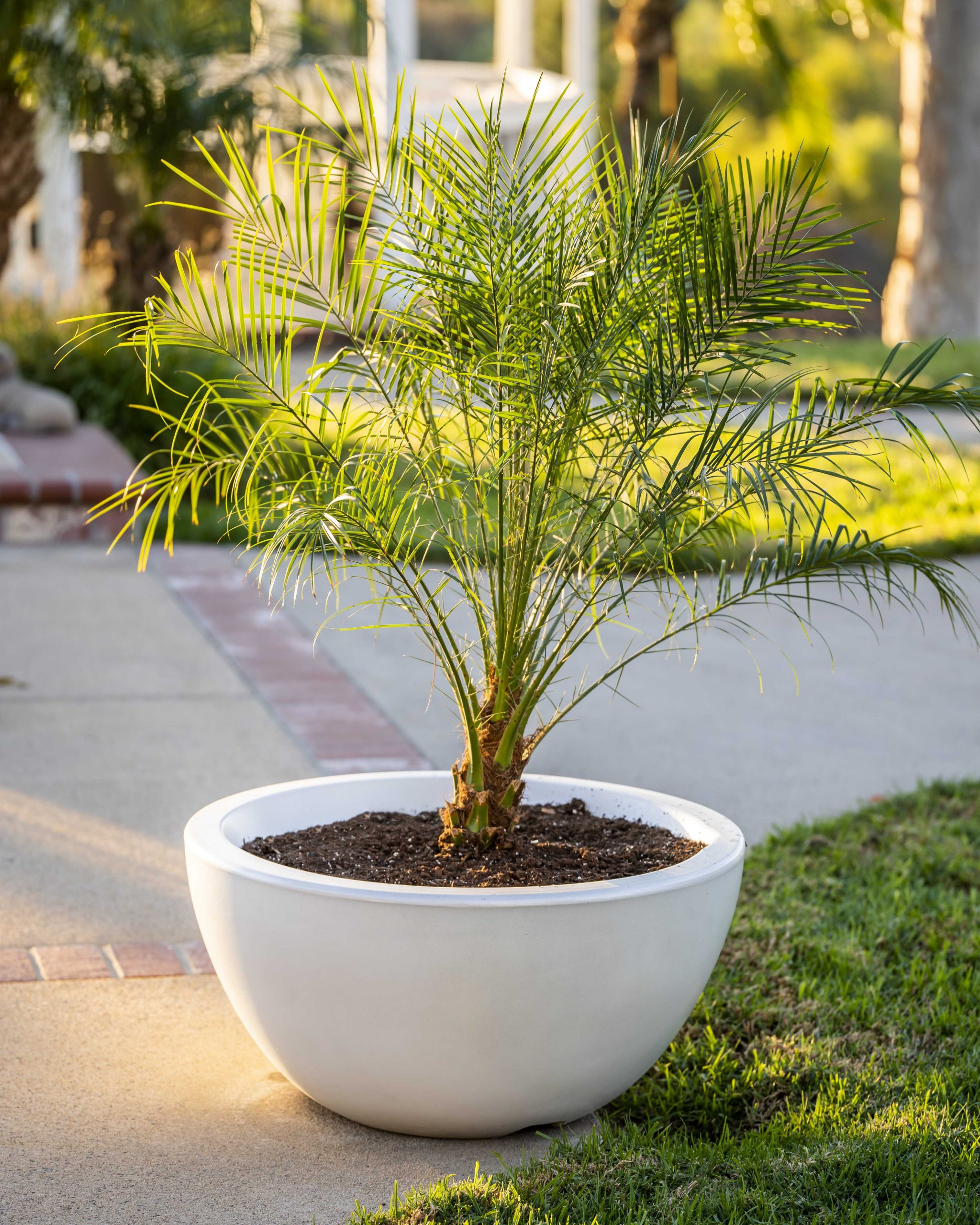 LUNA CFCR PLANTER BOWL